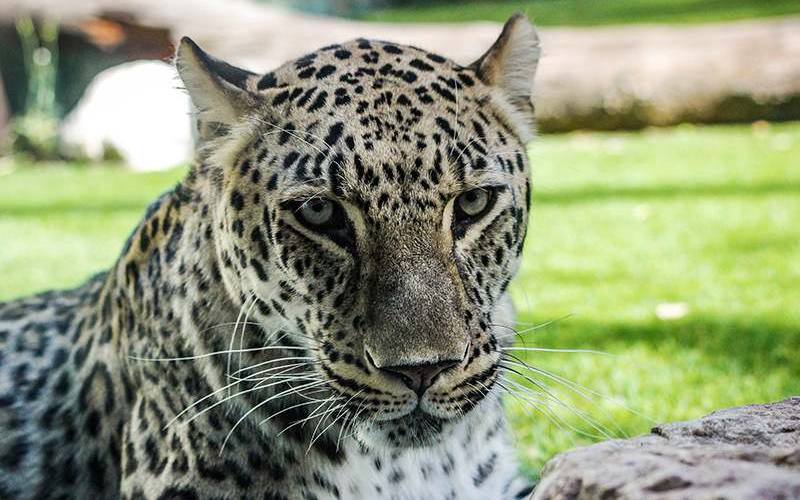 animales zoo aquarium madrid