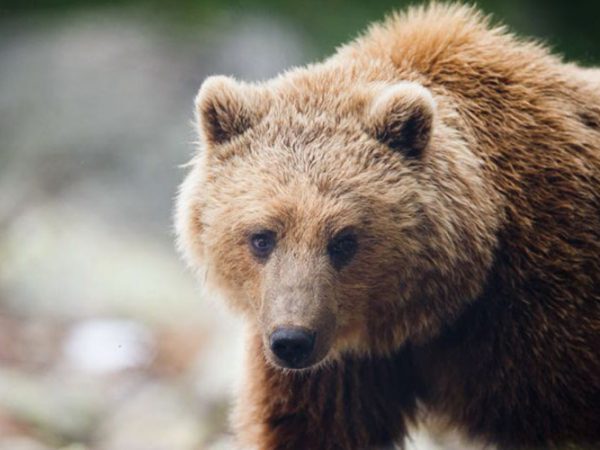 Oso parques de animales Naturlandia