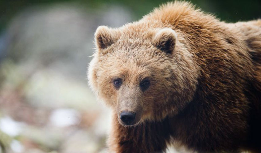 Oso parques de animales Naturlandia