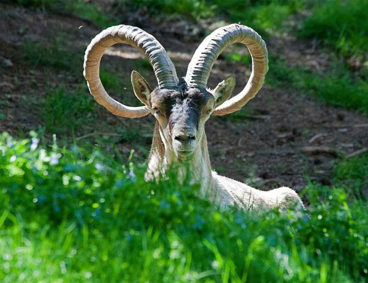 Cabra en el parque de animales Naturlandia