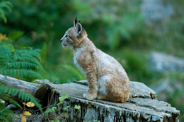 Cria de Lince en el parque de animales Lacuniacha